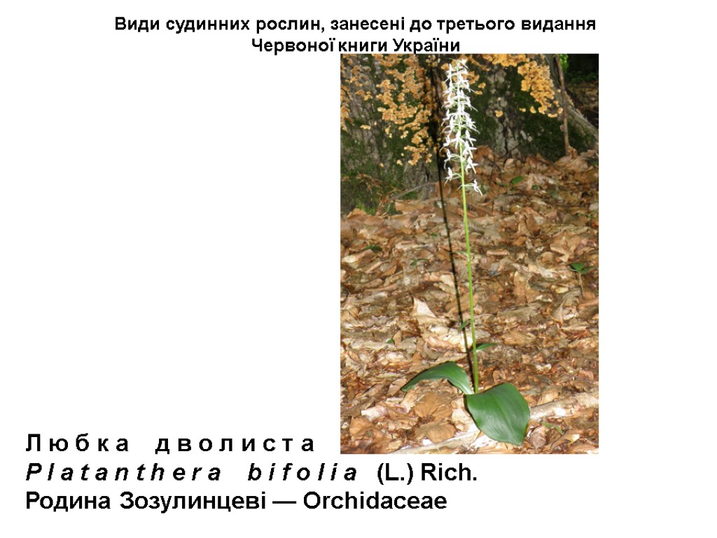Види судинних рослин, занесені до третього видання Червоної книги України Л ю б к